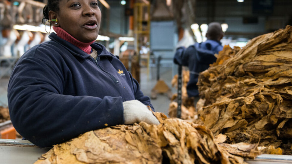 JetSpray humidifier at British American Tobacco in Cameroon
